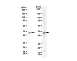 Vaccinia related kinase-1 Rabbit anti-Human, Polyclonal, MilliporeSigma
